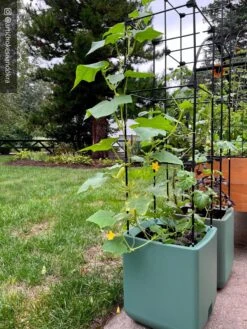 Oasis Self-Watering Tomato Planter With Trellis -Green Leaf Tools & Supplies Sales Store 8613440 02TEST