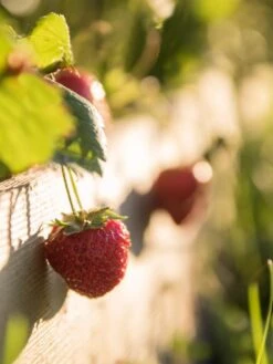 3-Tier Strawberry Bed 7 3-Tier Strawberry Bed -Green Leaf Tools & Supplies Sales Store Strawberry3 3167 tif